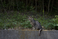 ご近所のねこさん