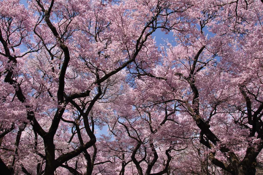 まんてんの桜