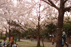 桜ふぶき