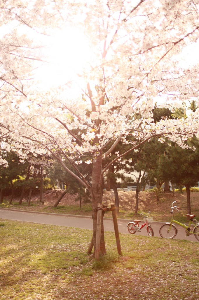 桜木
