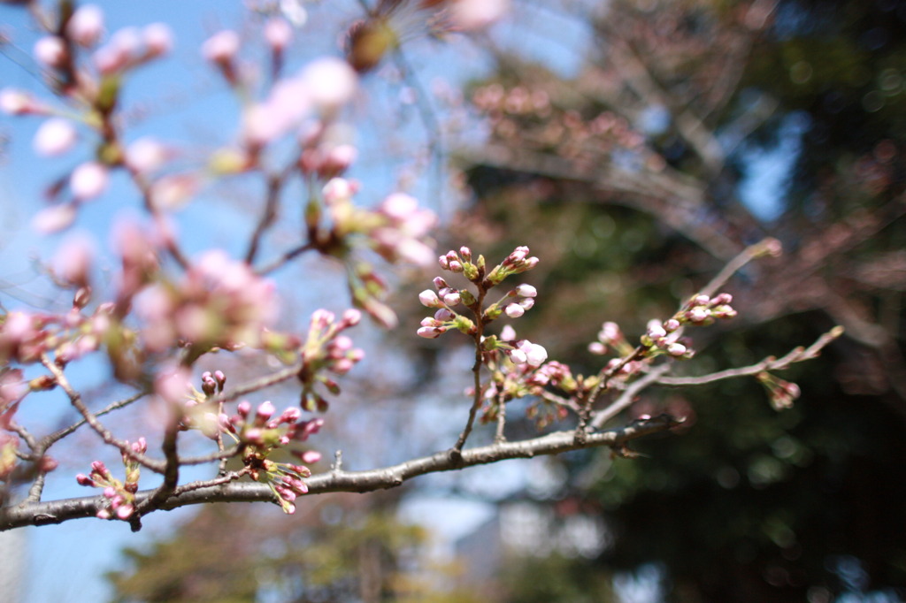 桜、まだ