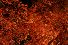 六義園 紅葉ライトアップ
