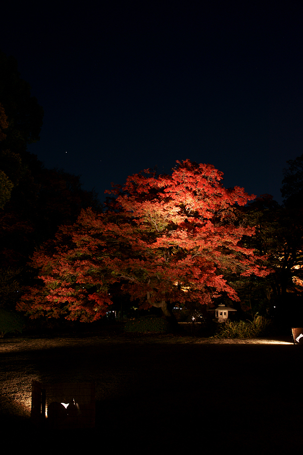 六義園 紅葉ライトアップ