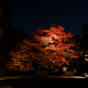 六義園 紅葉ライトアップ