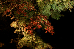 六義園 紅葉ライトアップ