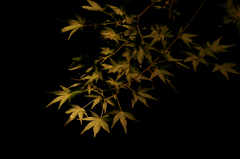 六義園 紅葉ライトアップ