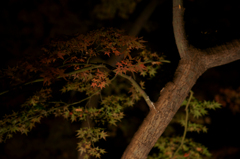 六義園 紅葉ライトアップ