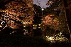 六義園 紅葉ライトアップ
