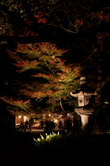 六義園 紅葉ライトアップ