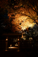 六義園 紅葉ライトアップ