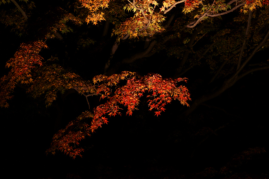 六義園 紅葉ライトアップ