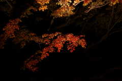 六義園 紅葉ライトアップ