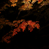 六義園 紅葉ライトアップ
