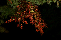 六義園 紅葉ライトアップ