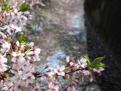 成城の桜2009