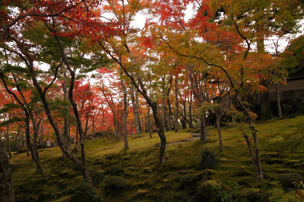 箱根の苔庭