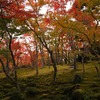 箱根の苔庭