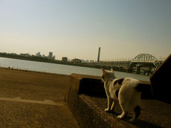 猫と川