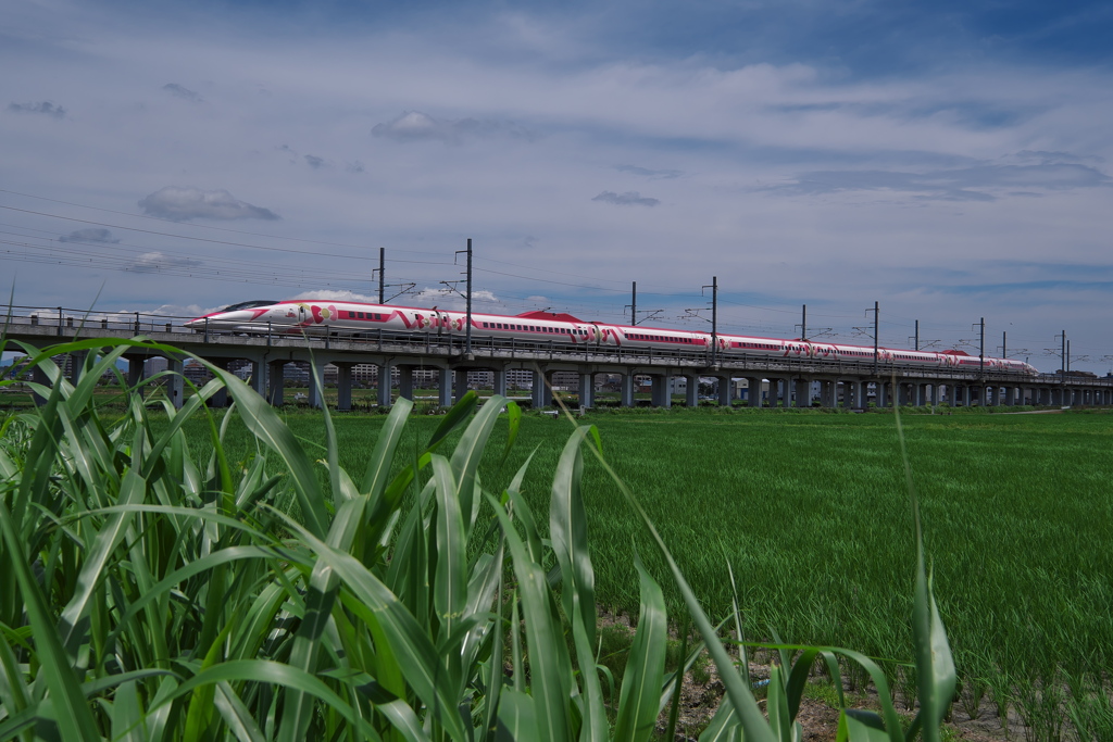 初夏の田圃を行く５００系ハローキティ新幹線