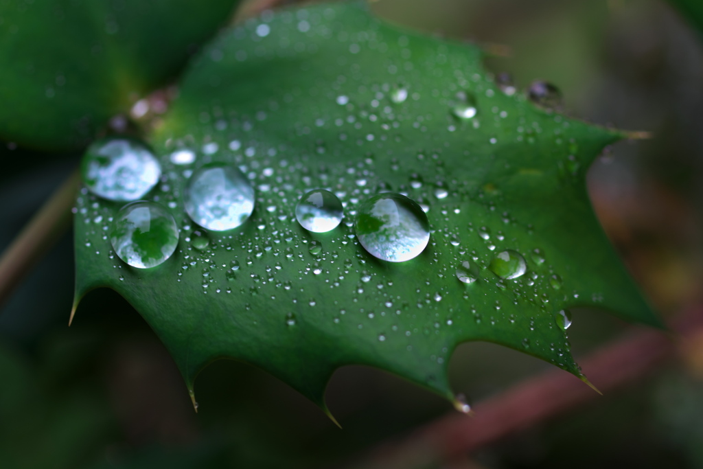 雨上がりの雫（しずく）３（ヒイラギナンテン）