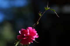 神社の山茶花（サザンカ）が咲いた２