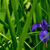 神社の花菖蒲（ハナショウブ）２