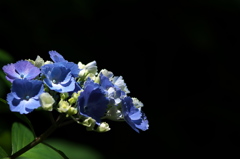 あじさい神苑の紫陽花３