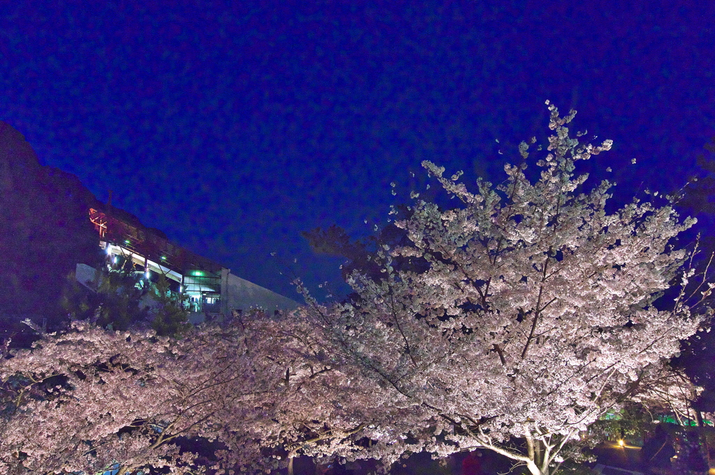 須磨浦公園の夜桜３