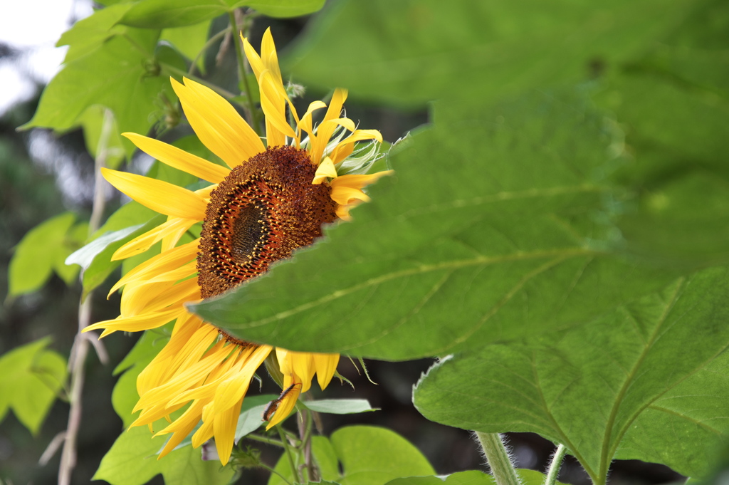 住吉神社の今（ヒマワリ）