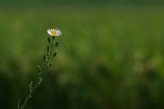 畔に咲く野草花（アキノノゲシ）