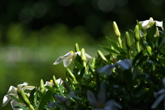 梔子（クチナシ）の花１
