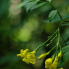 雨上がりの黄素馨（キソケイ）１
