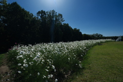 万博記念公園のコスモス１