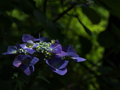 住吉神社の紫陽花（アジサイ）が見頃３