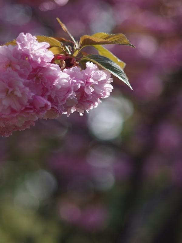 春爛漫１（八重桜）