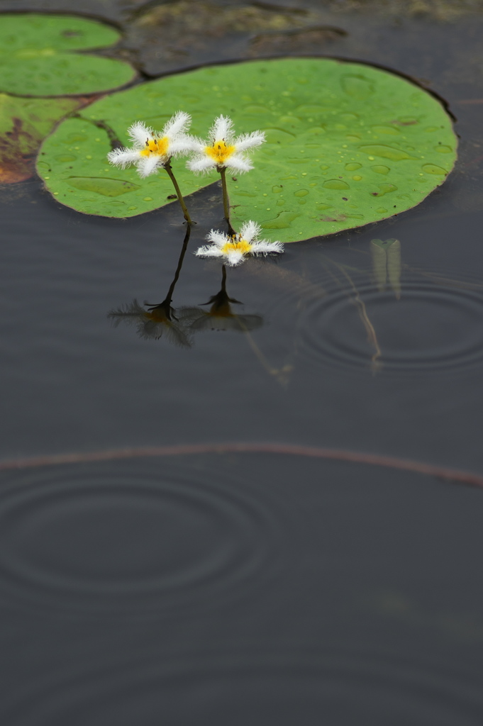 ため池の鏡蓋（ガガブタ）が満開