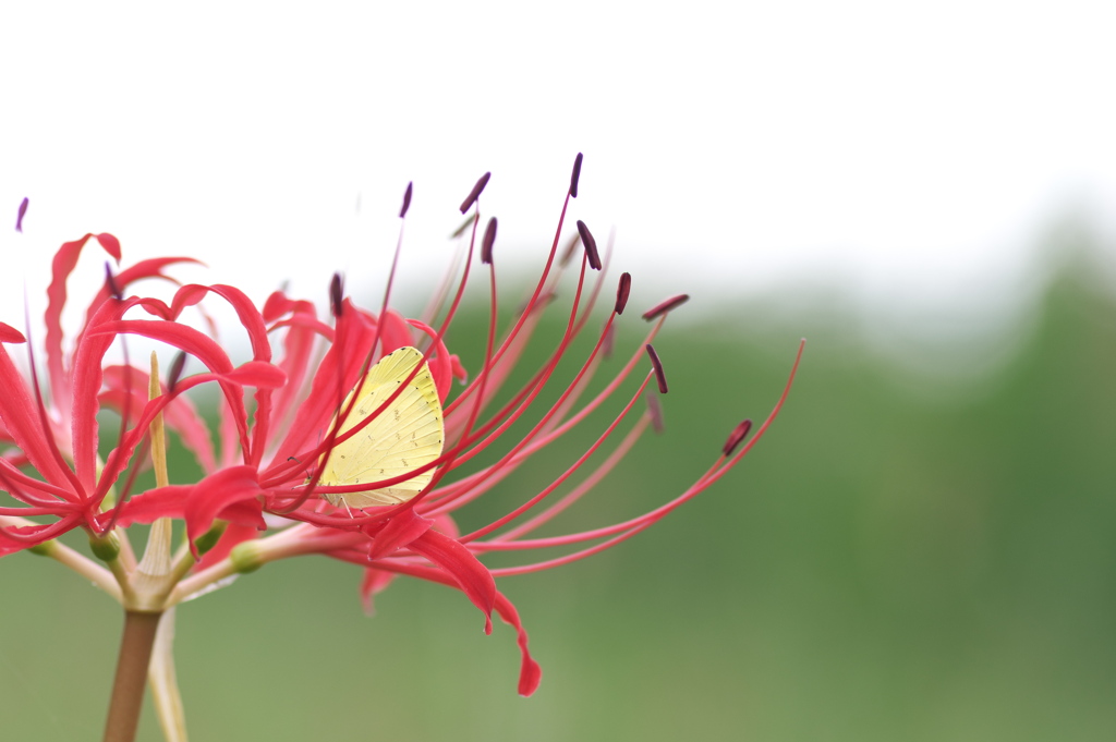 曼珠沙華（マンジュシャゲ）に蝶がやってきた
