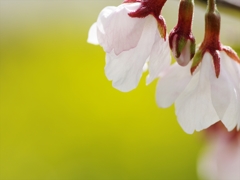 桜（サクラ）咲く