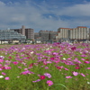 街中の秋桜（コスモス）畑