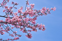 駅前広場の河津桜（カワヅザクラ）が咲いた１