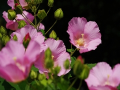 夏の花々２０（芙容）