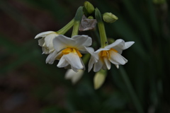 住吉神社の八重咲水仙１