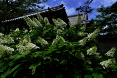 住吉神社の紫陽花（アジサイ）３
