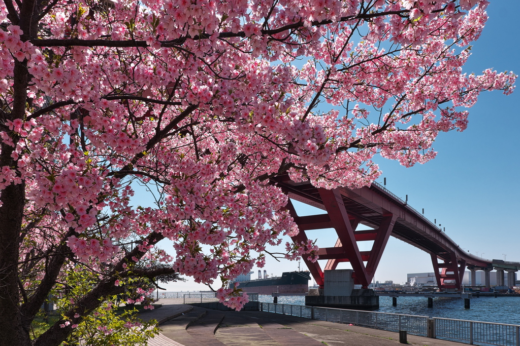 灘浜緑地の河津桜１