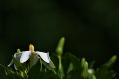 梔子（クチナシ）の花２