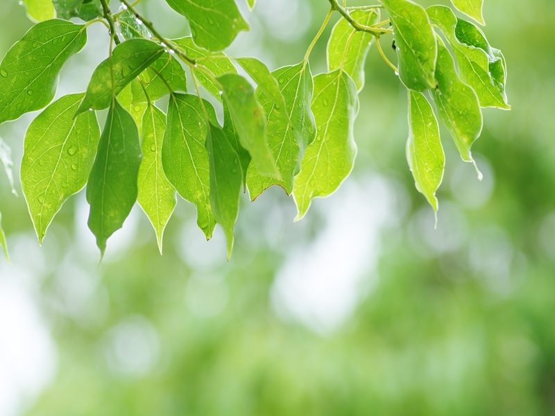 盛夏の緑８（楠）