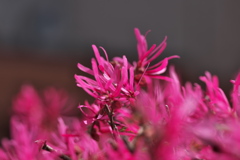 ピンク色の春の花（トキワマンサク）