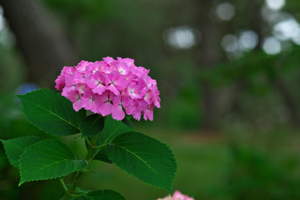 住吉神社の紫陽花（アジサイ）７