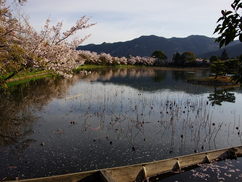桜巡り６（大沢池）