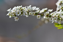 春を告げる花々（ユキヤナギ）